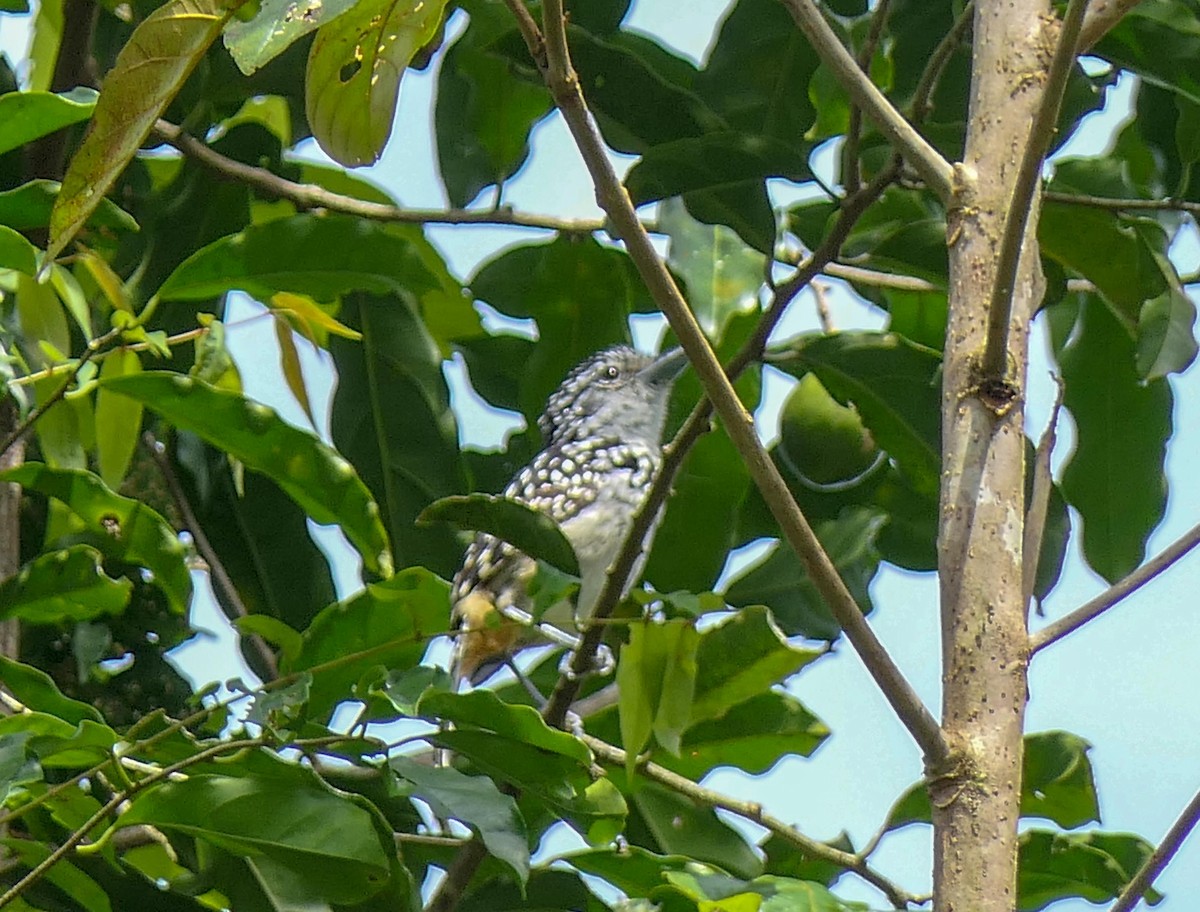 Spot-backed Antshrike - ML125965911