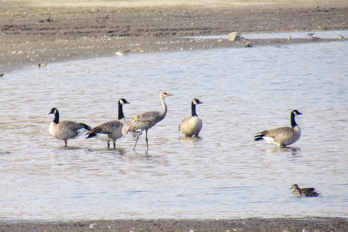 Sandhill Crane - ML125965951