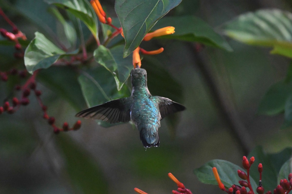Ruby-throated Hummingbird - Marcus Kelly