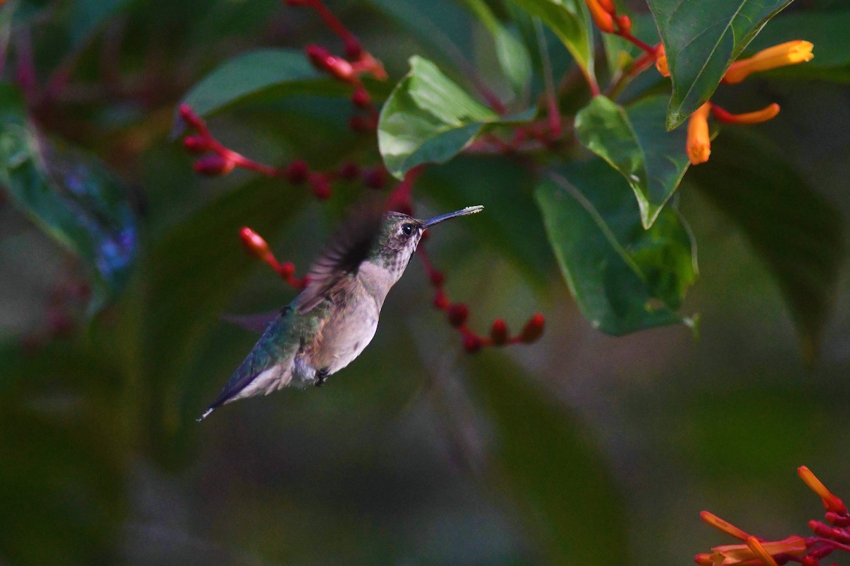 Ruby-throated Hummingbird - Marcus Kelly