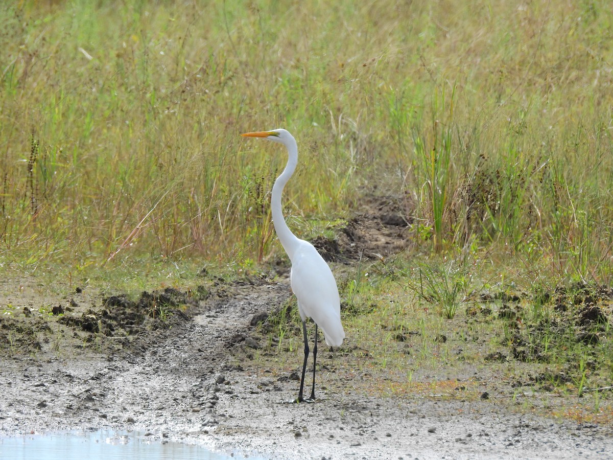 Great Egret - Dany Garcia