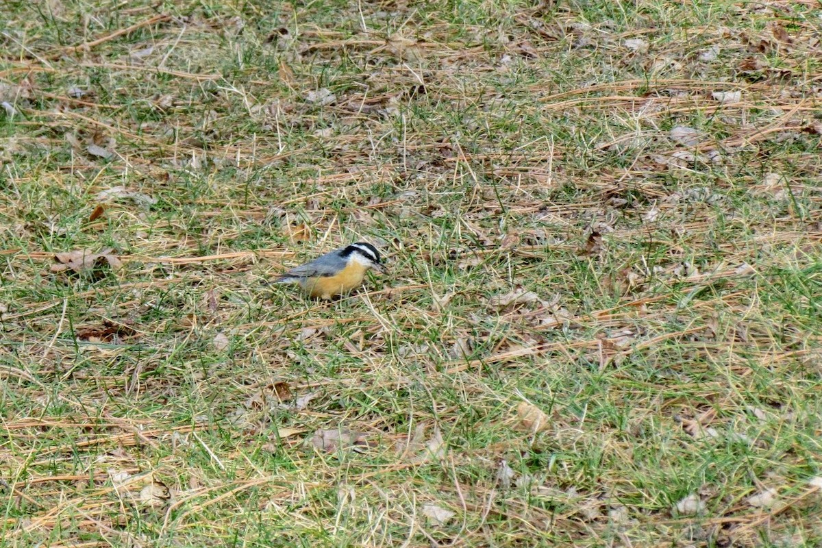 Red-breasted Nuthatch - ML125968071