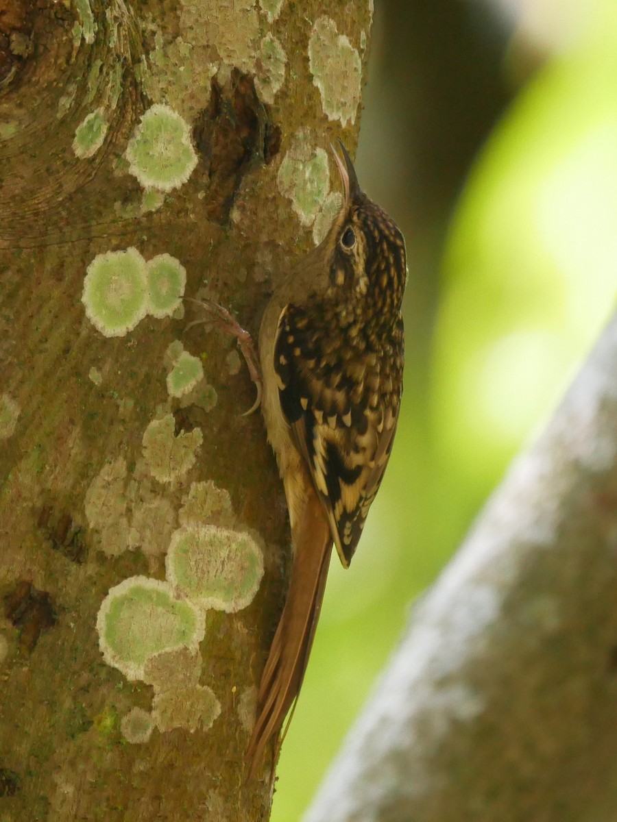 Sikkim Treecreeper - ML125968221