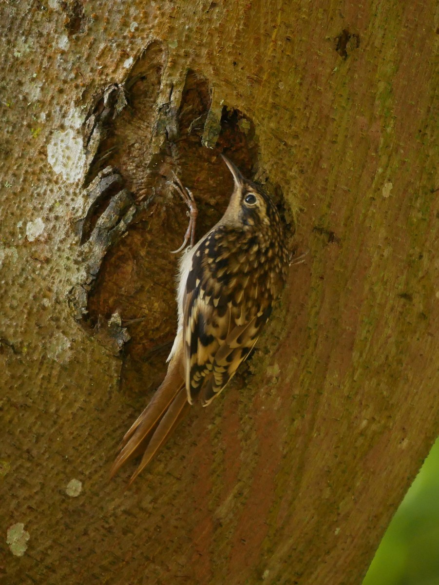 Sikkim Treecreeper - ML125968231