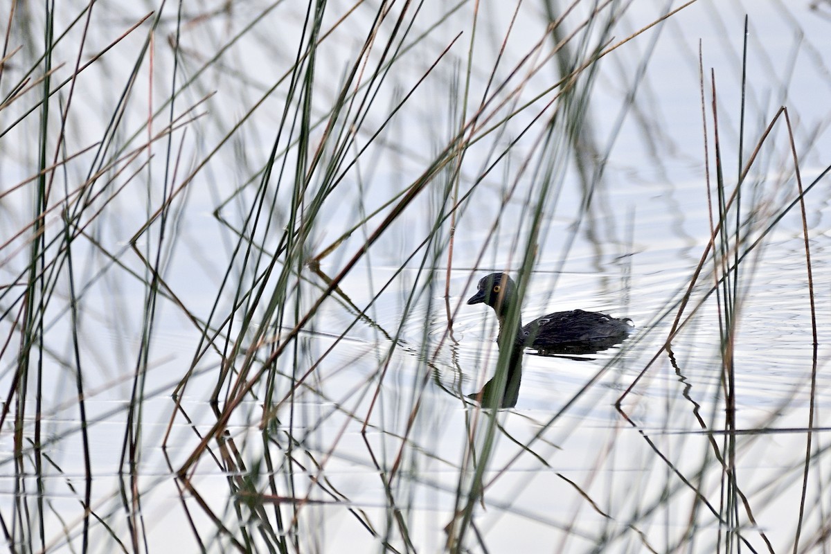 Least Grebe - ML125969751