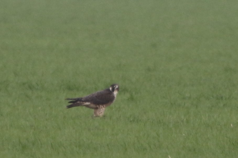 Peregrine Falcon - Thomas Gilg