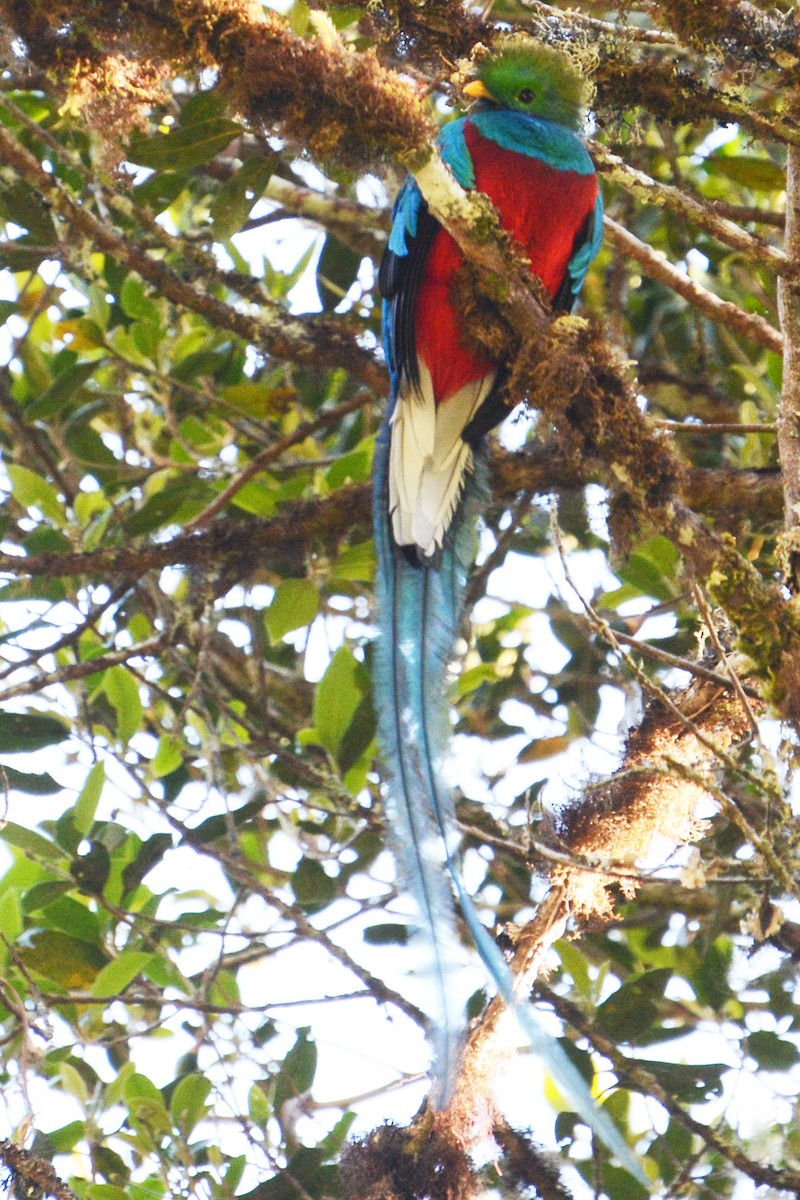 Quetzal Guatemalteco - ML125971121