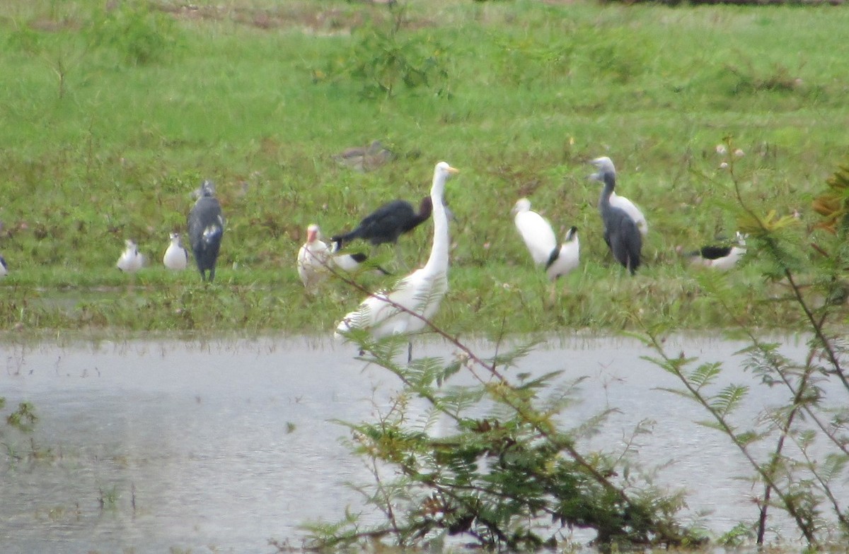 Little Blue Heron - ML125972461