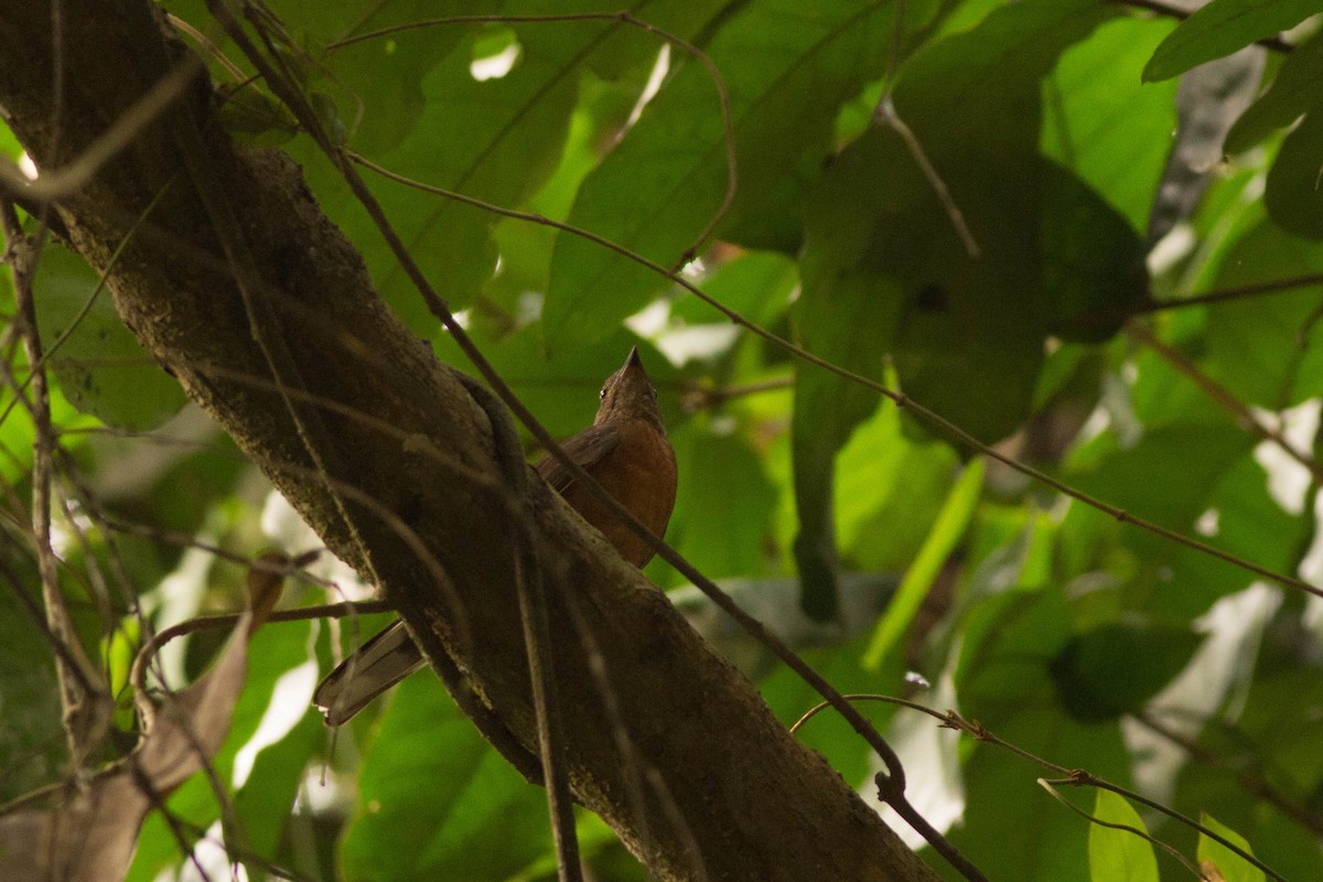 Finsch's Flycatcher-Thrush - Andreas Boe