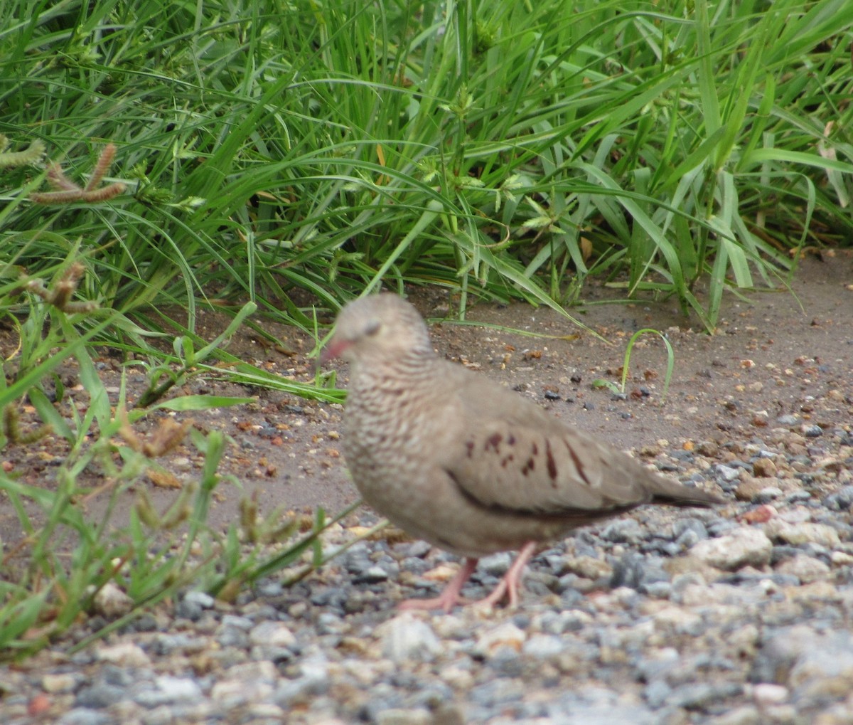 Common Ground Dove - ML125973651