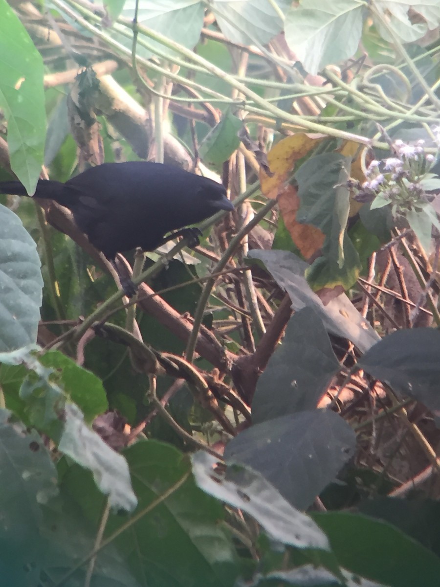 Lowland Sooty Boubou - Andreas Boe