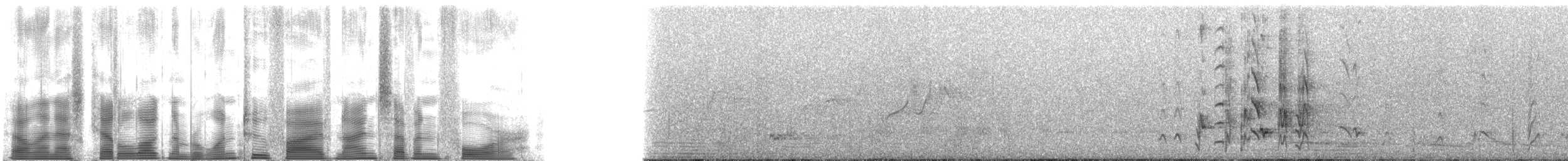 svarthodeparakitt (barnardi) (malleeparakitt) - ML125974