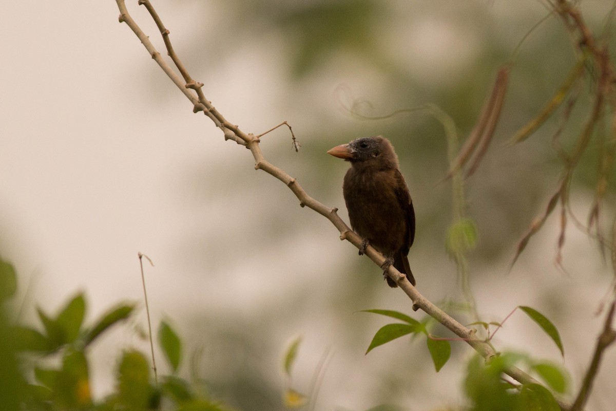 Naked-faced Barbet - ML125974101