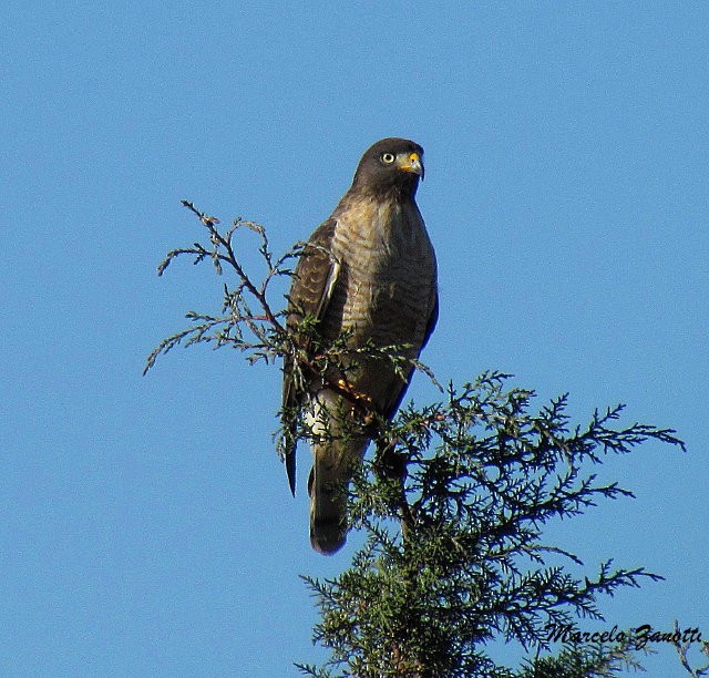 Roadside Hawk - ML125974681