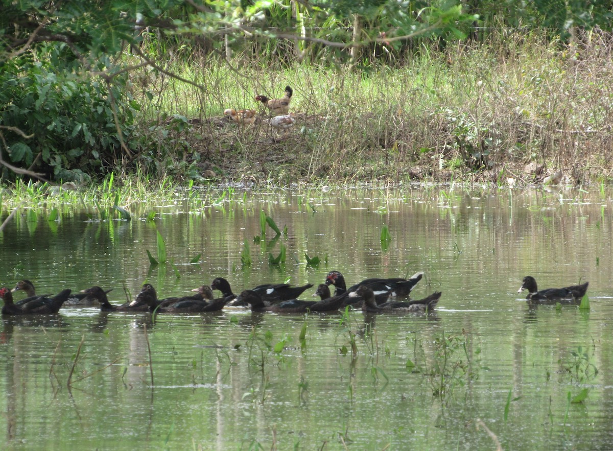 Muscovy Duck (Domestic type) - ML125975141