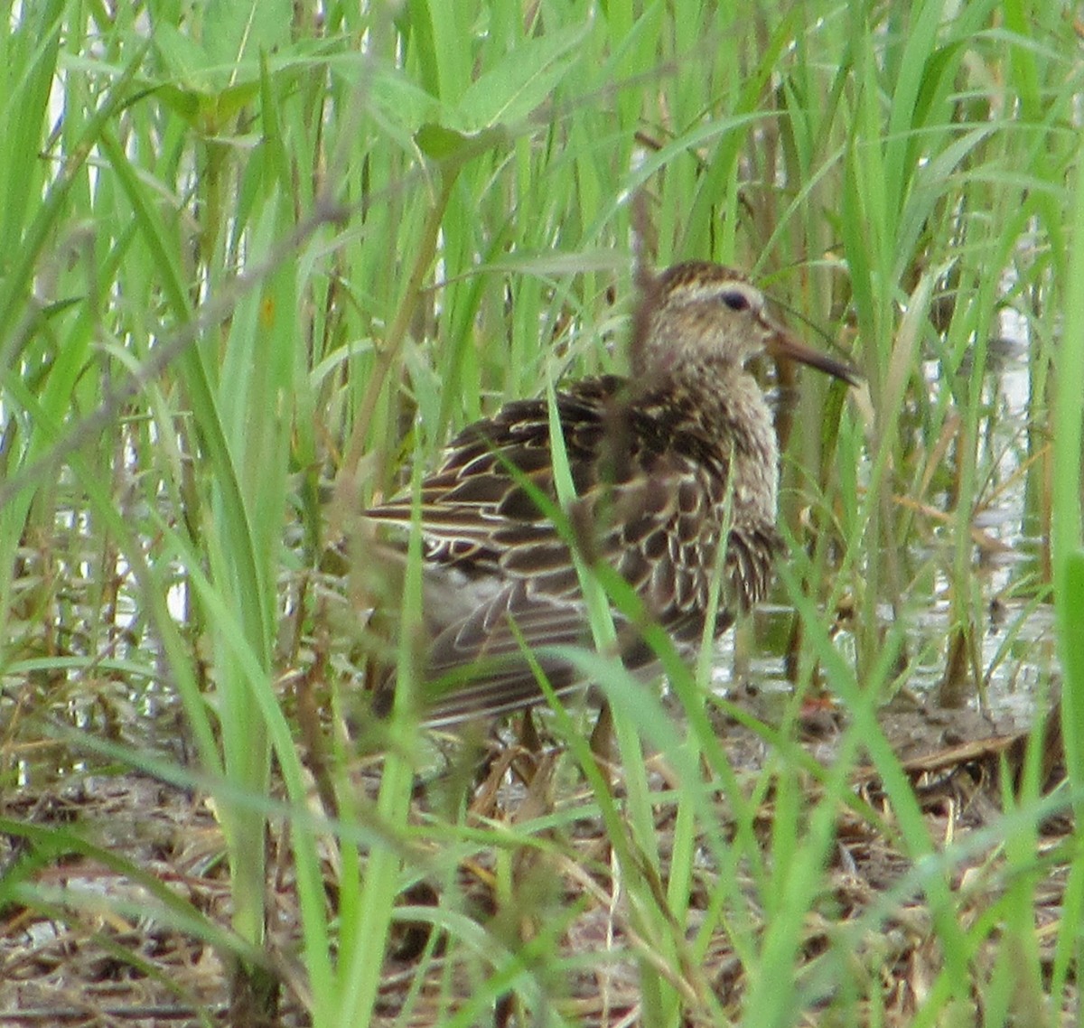 Bécasseau à poitrine cendrée - ML125975631