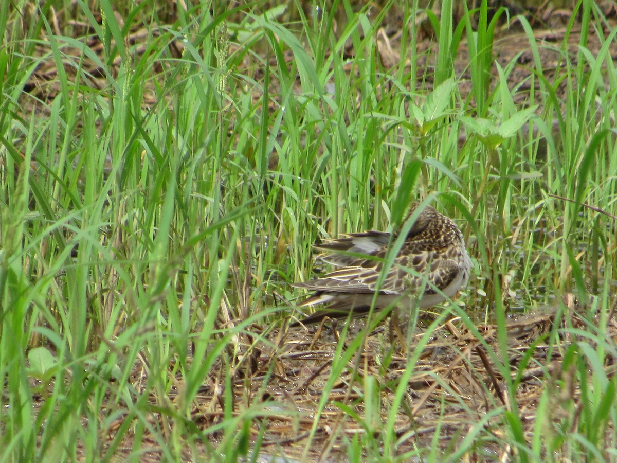 Pectoral Sandpiper - ML125975661