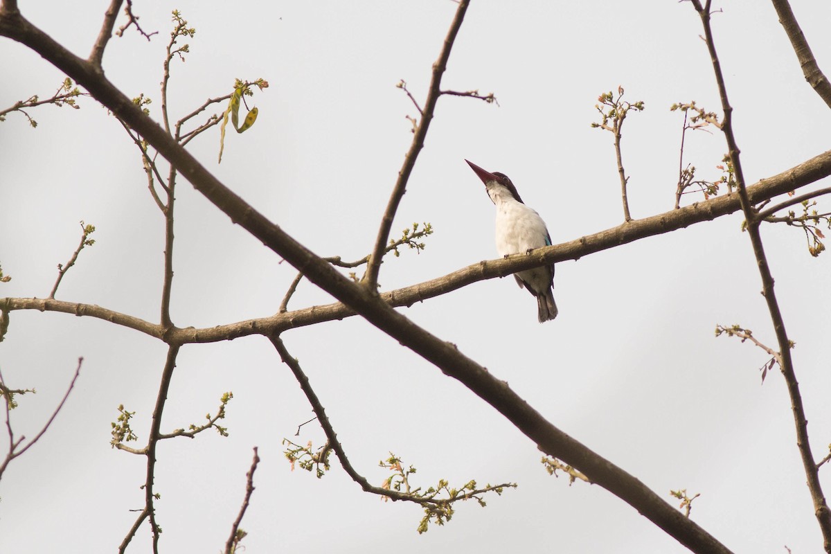 Chocolate-backed Kingfisher - ML125975991