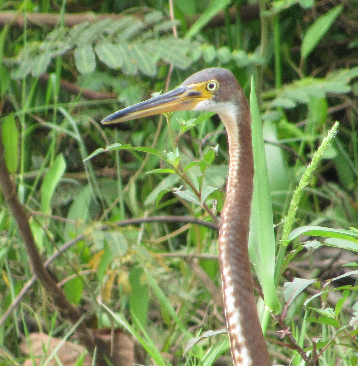 Tricolored Heron - ML125976141