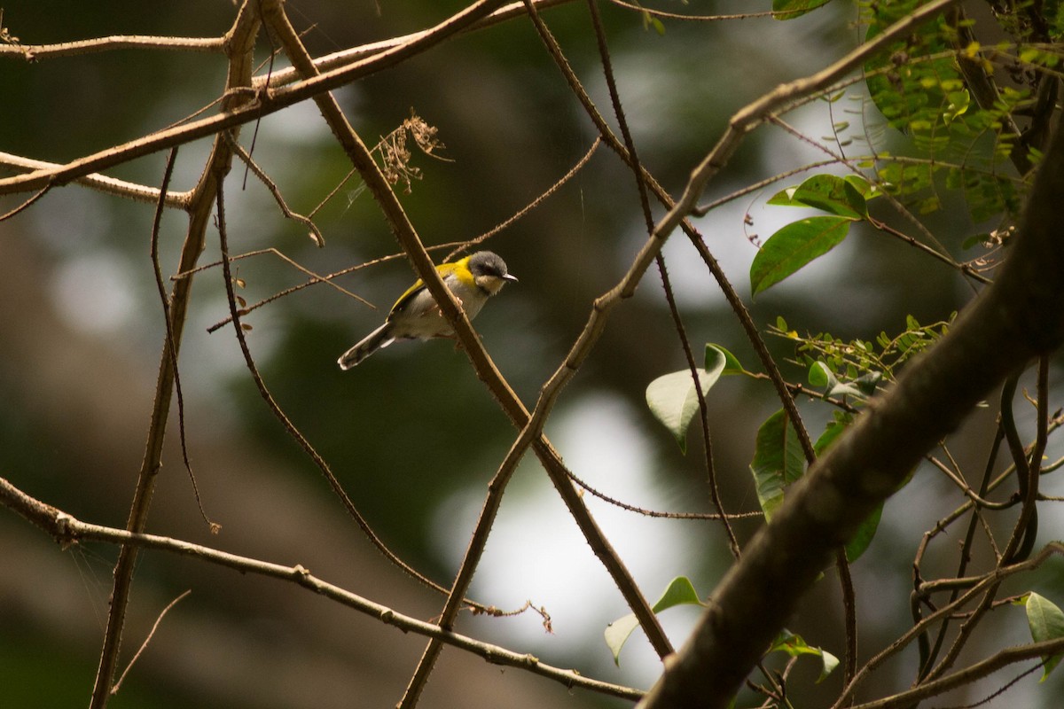 Black-capped Apalis - ML125976621