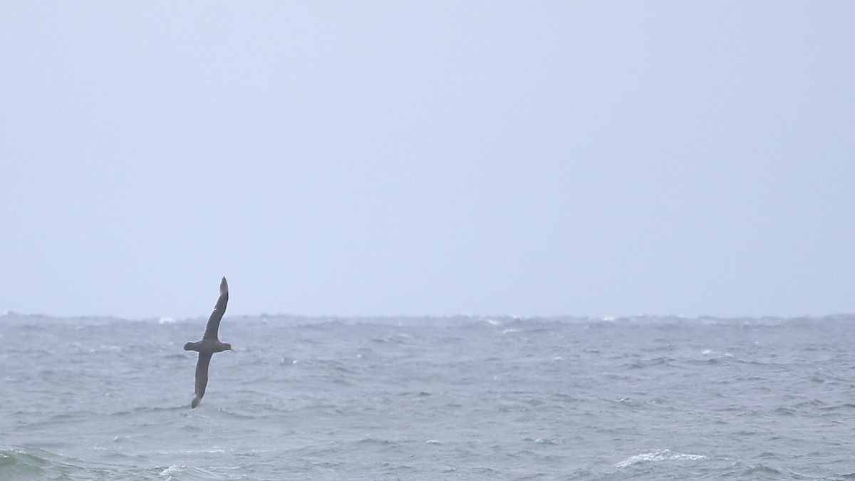 Southern Giant-Petrel - Luis Labadie