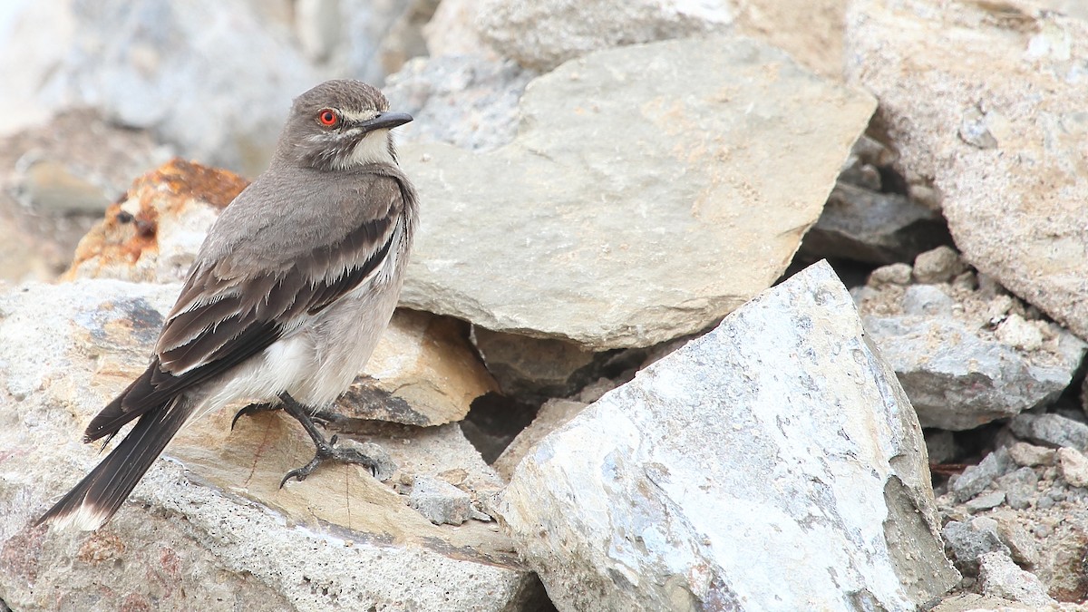 Gray Monjita - ML125978341