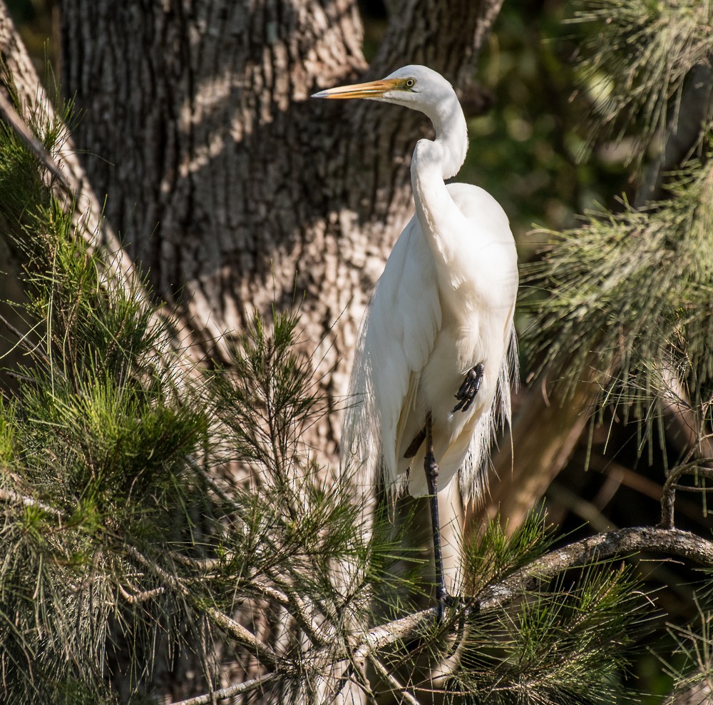 Great Egret - ML125979221