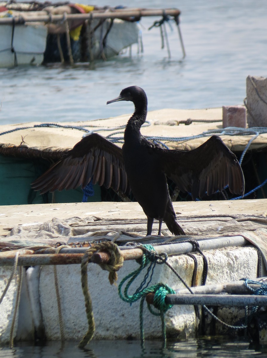 Socotra Cormorant - ML125980291