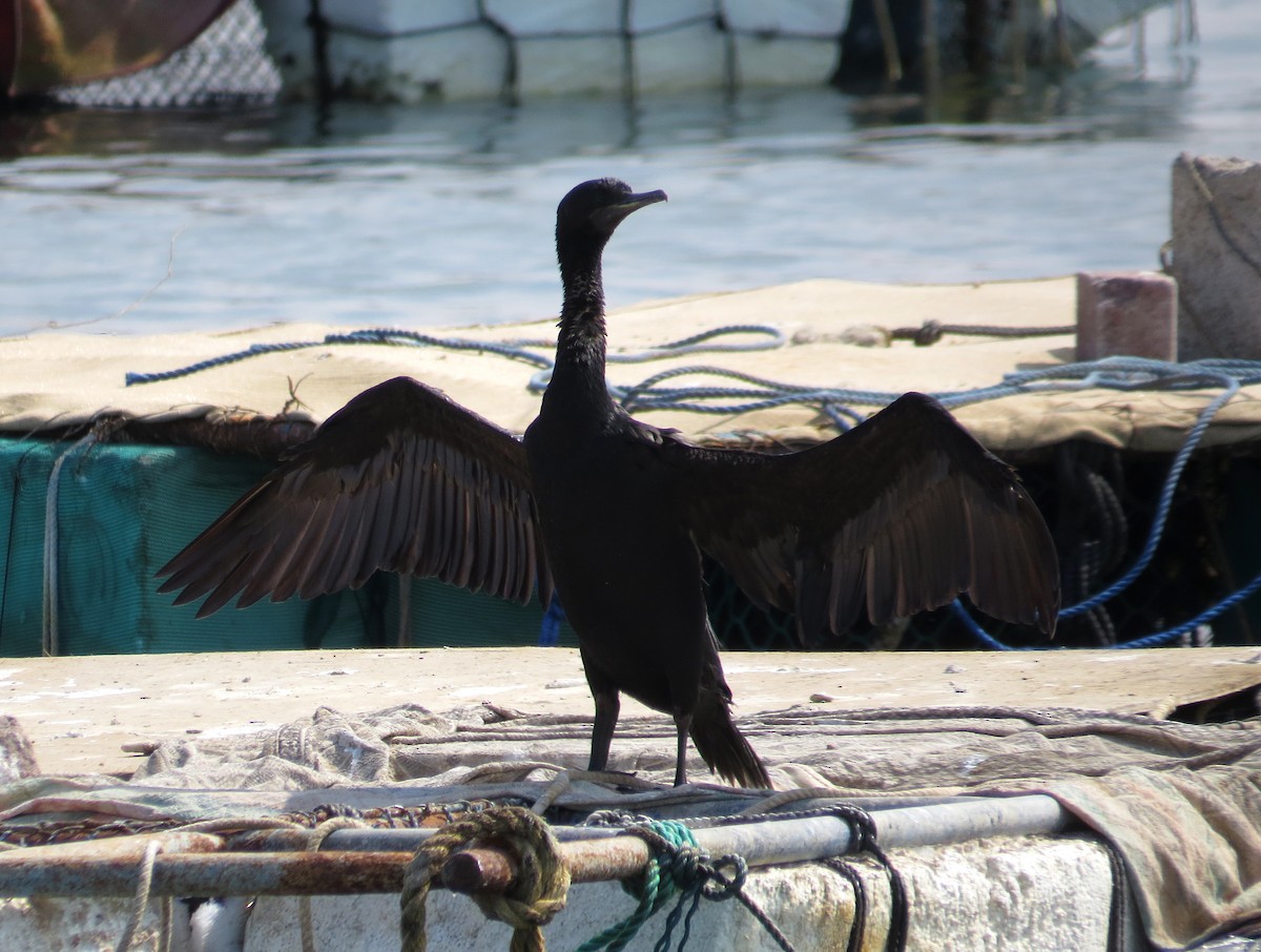 Socotra Cormorant - ML125980361