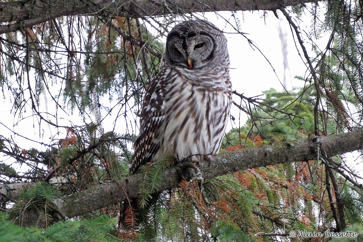 Barred Owl - Anonymous