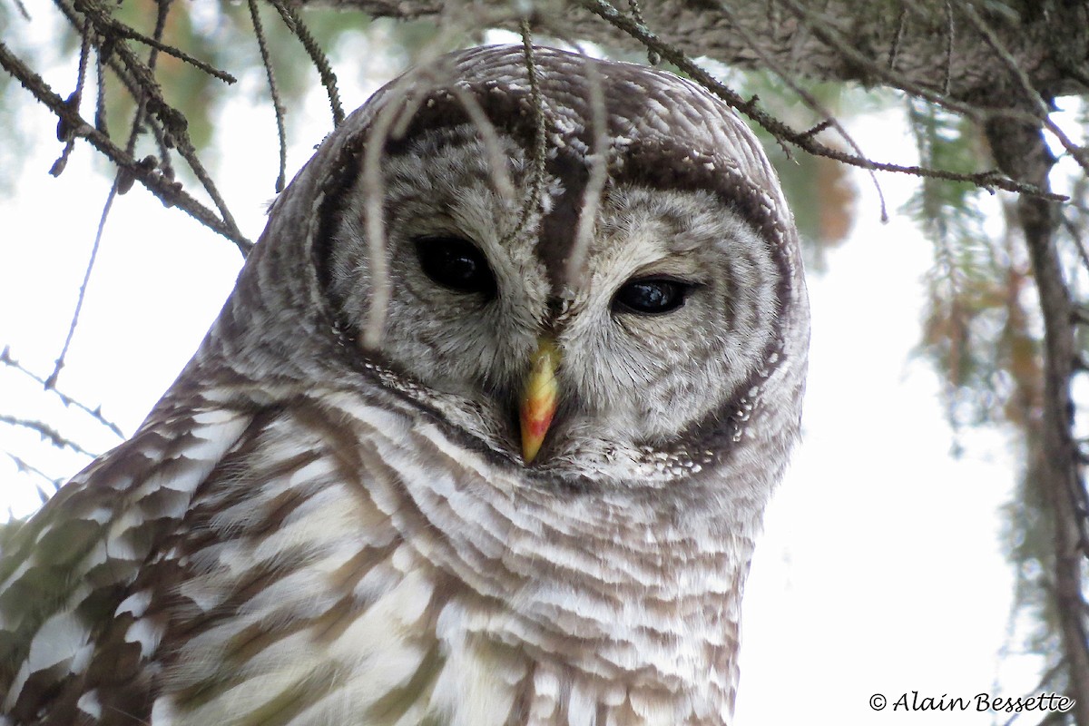 Barred Owl - ML125981781