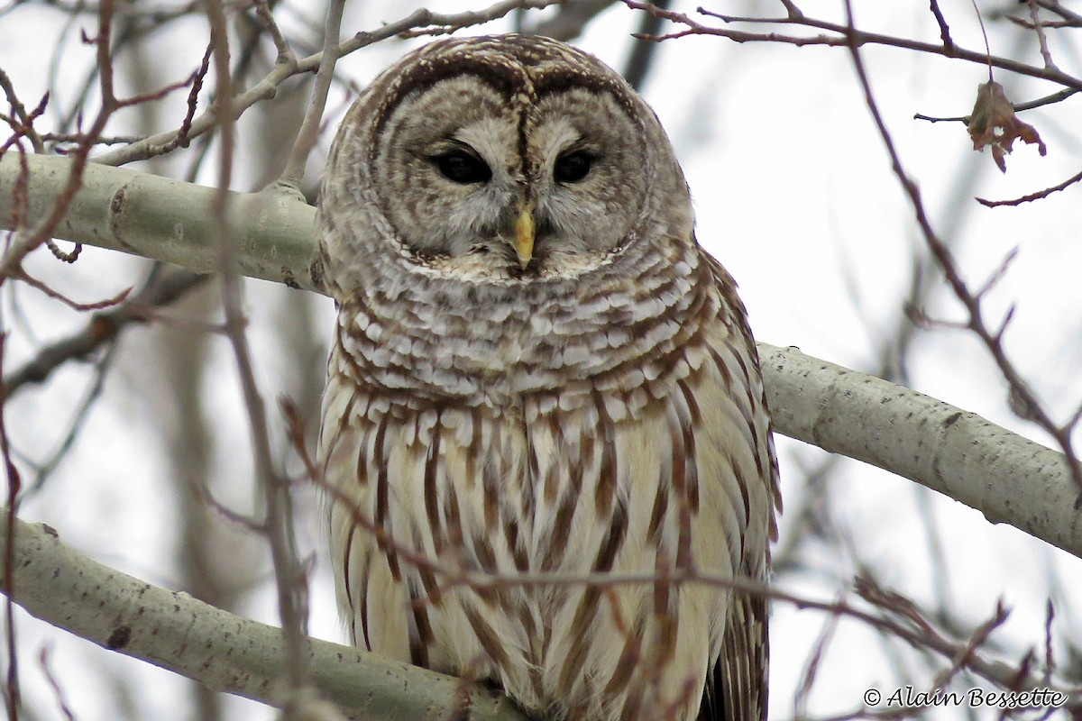 Barred Owl - ML125981991