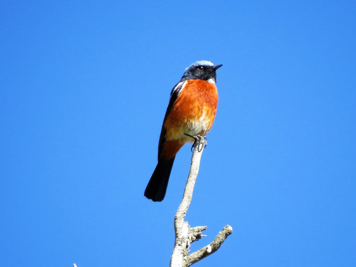 White-throated Redstart - ML125984411