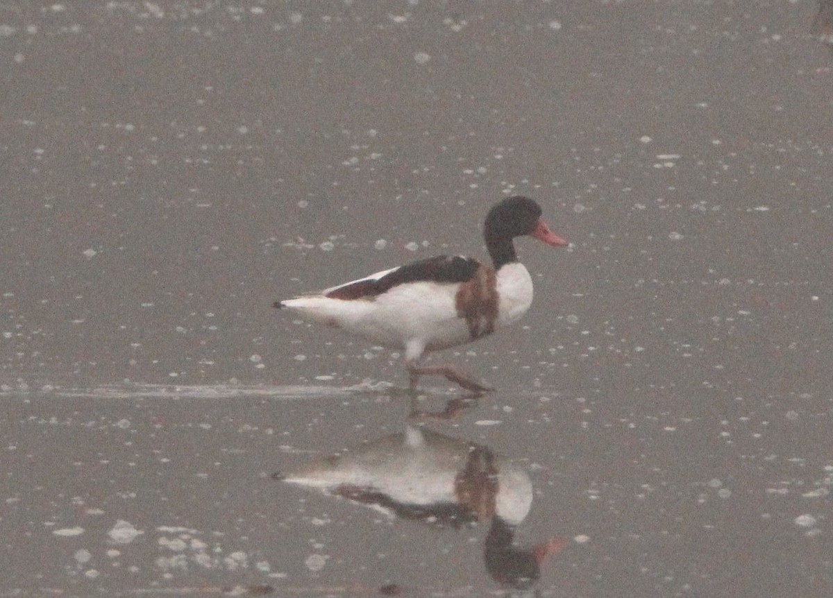 Common Shelduck - ML125985941