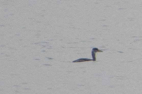 Red-necked Grebe - ML125987991