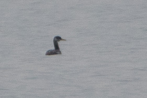 Red-necked Grebe - ML125988001