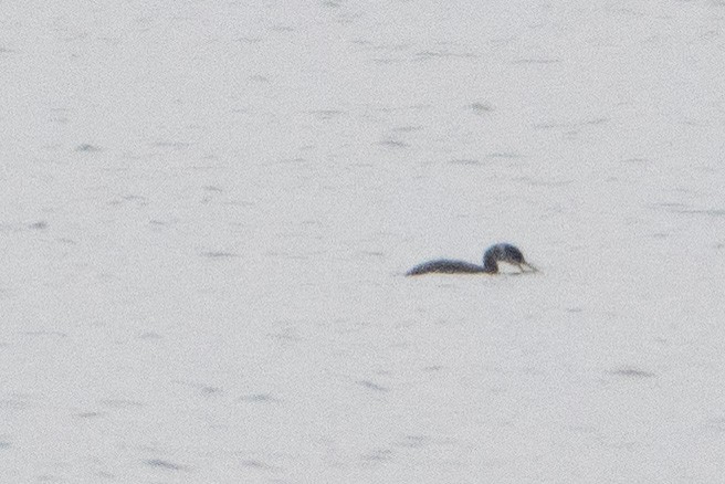 Red-necked Grebe - patrick horan