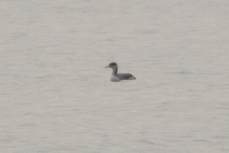 Red-necked Grebe - patrick horan