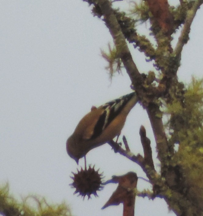 American Goldfinch - ML125988491