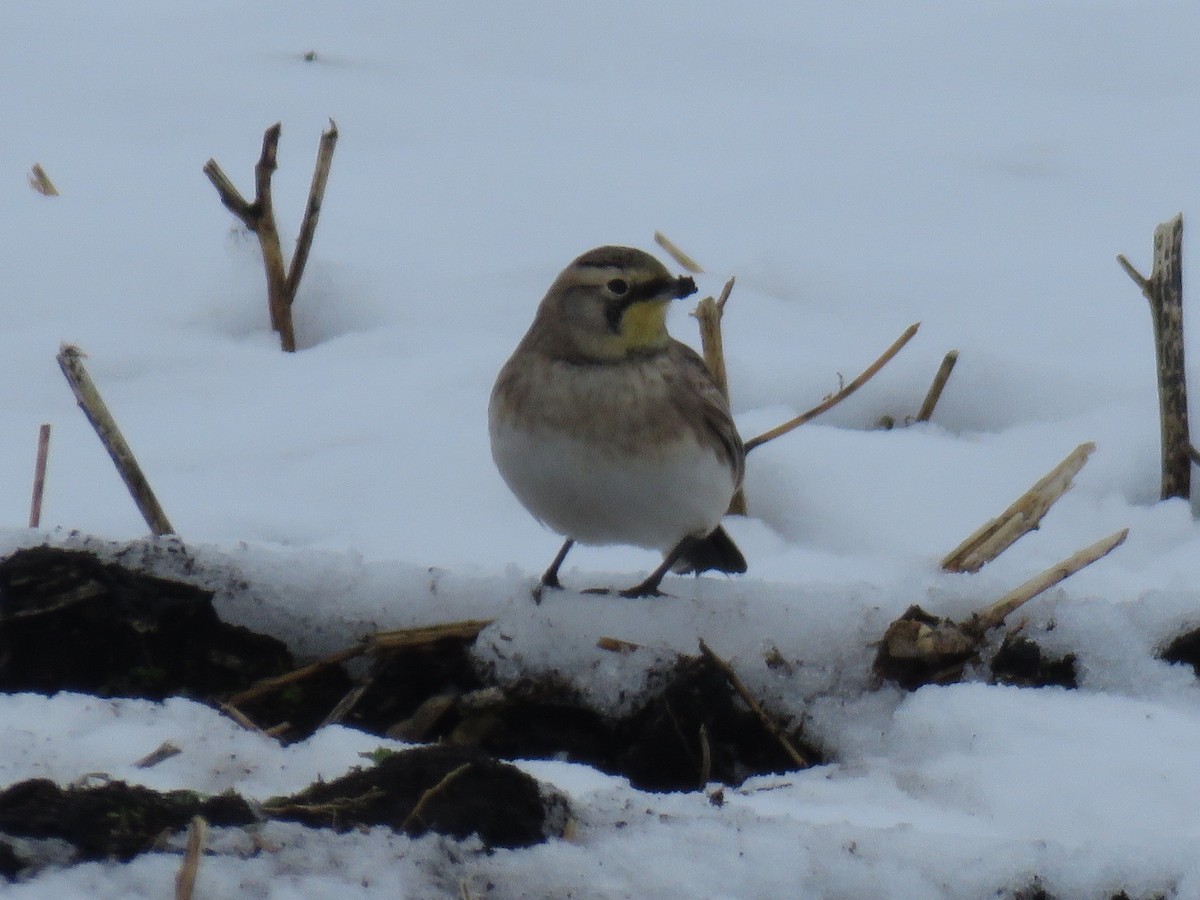 Horned Lark - Kenneth Bishop