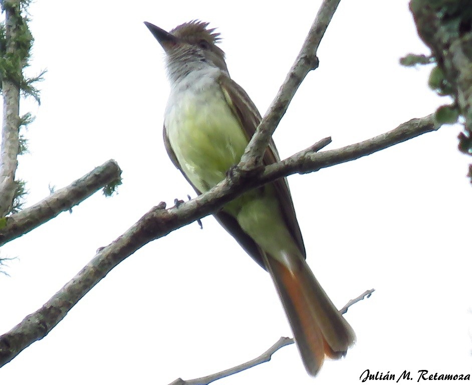 Brown-crested Flycatcher - ML125992711