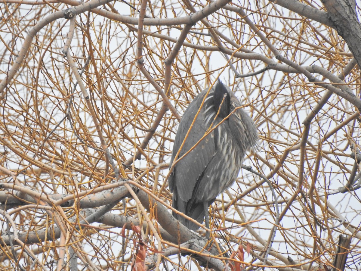 Great Blue Heron - ML125992951