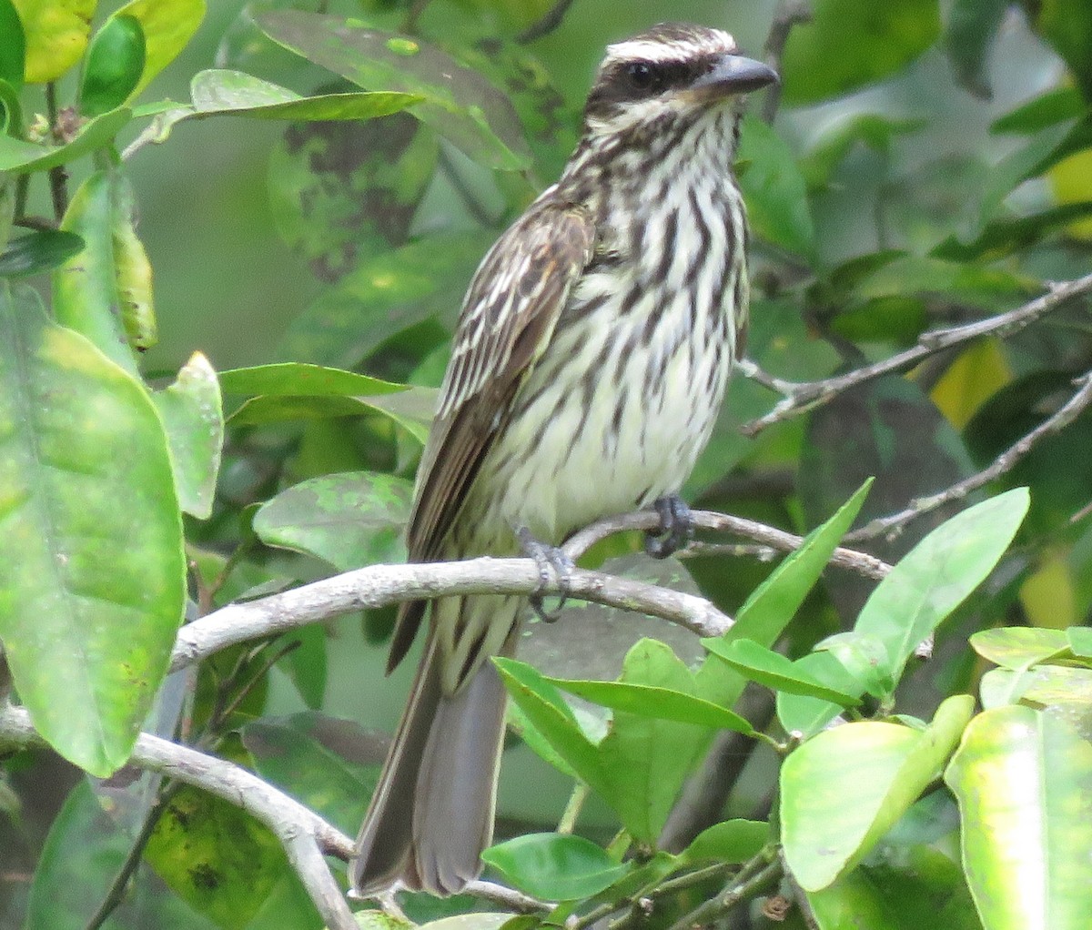 Streaked Flycatcher - ML125992961