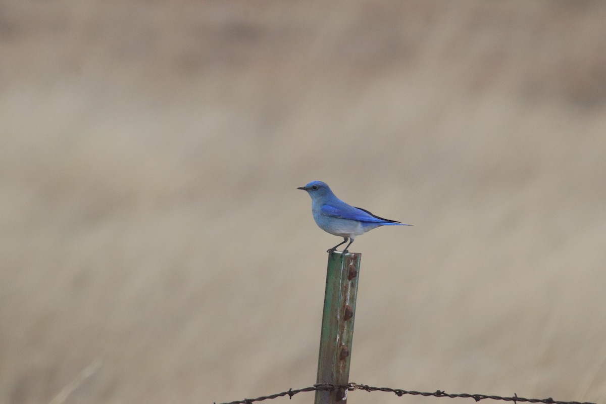 Mountain Bluebird - ML125994331