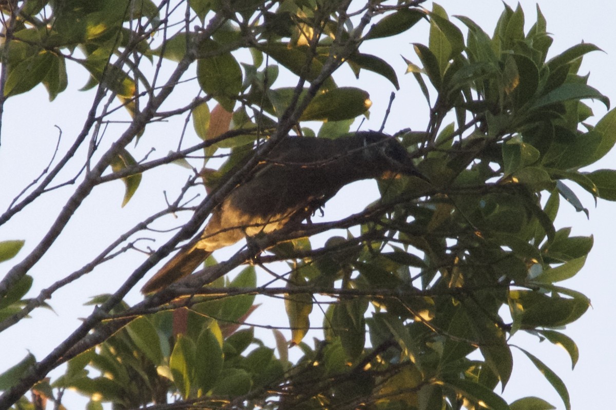 Eungella Honeyeater - ML125994811