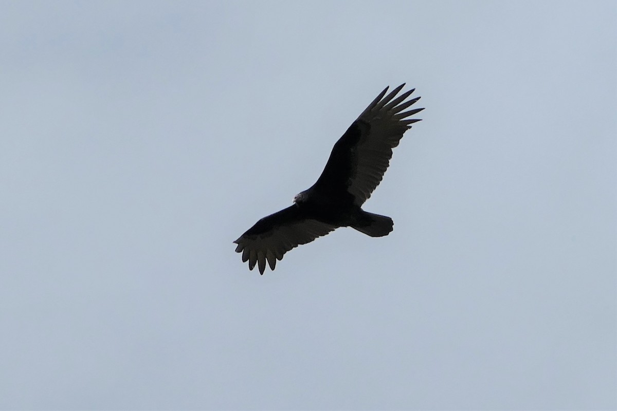 Turkey Vulture - ML125995701