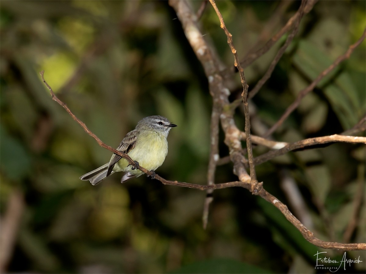 Yungas Tiranuleti - ML125996271