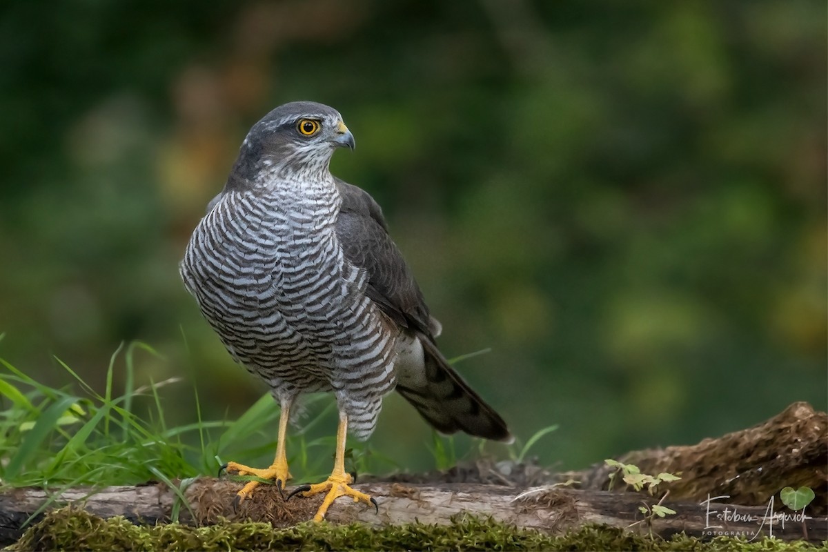 Eurasian Sparrowhawk - ML125996621