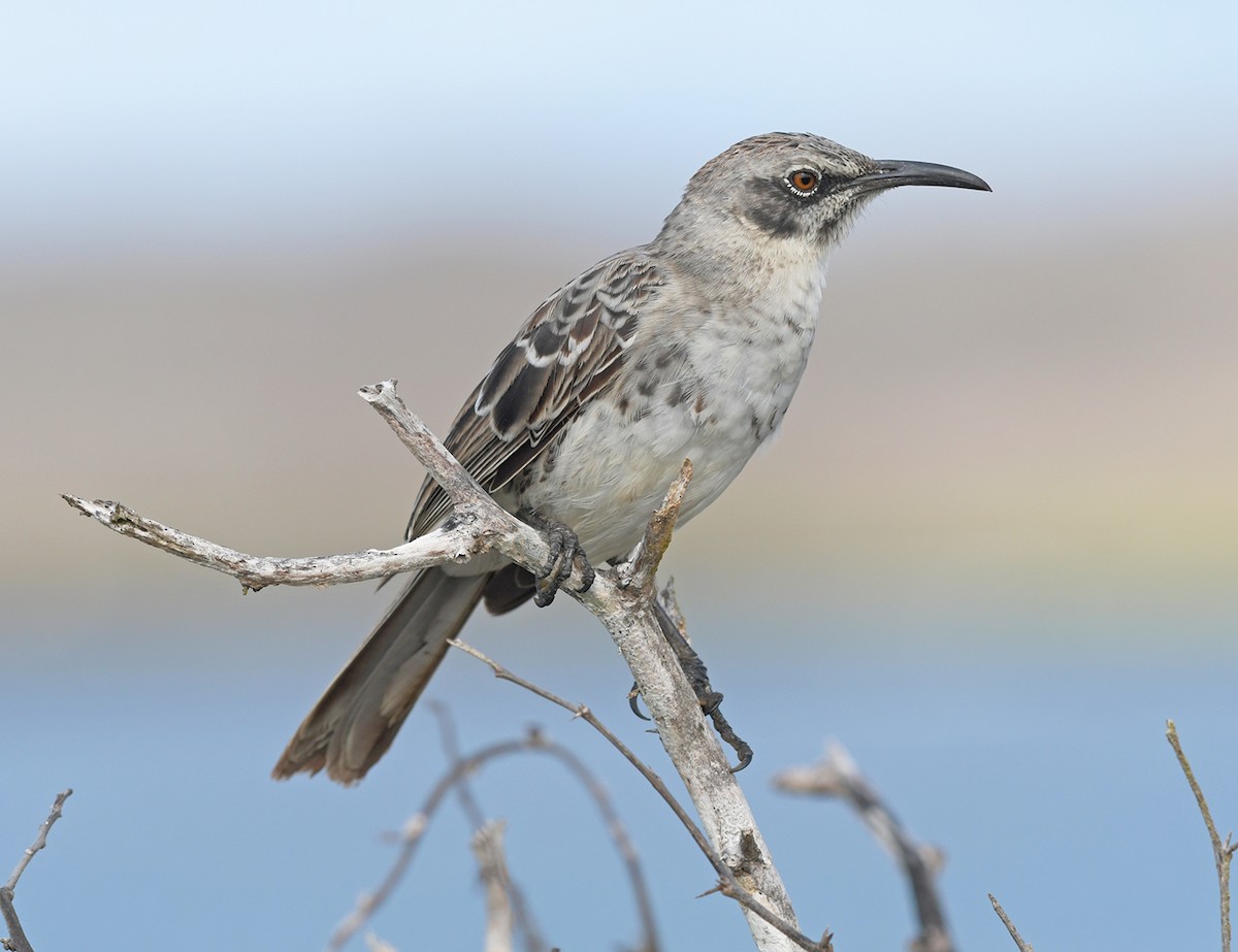 Española Mockingbird - Joshua van der Meulen