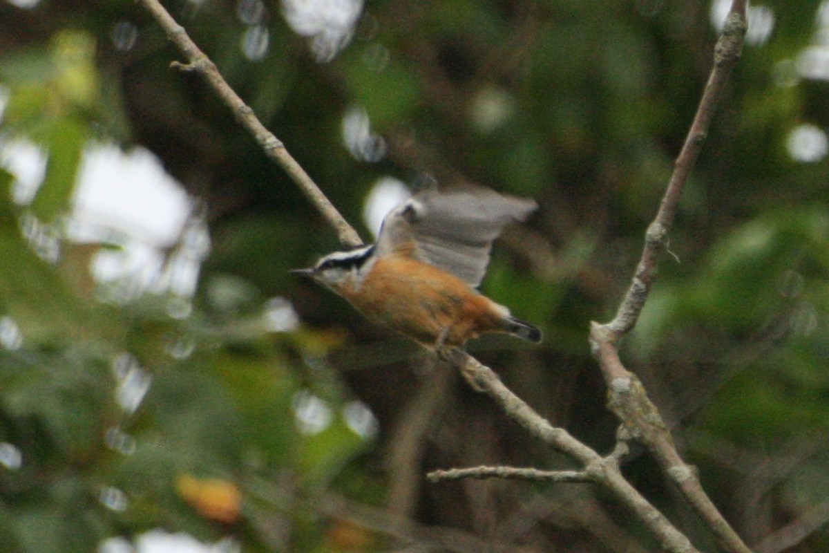 Red-breasted Nuthatch - ML125999301